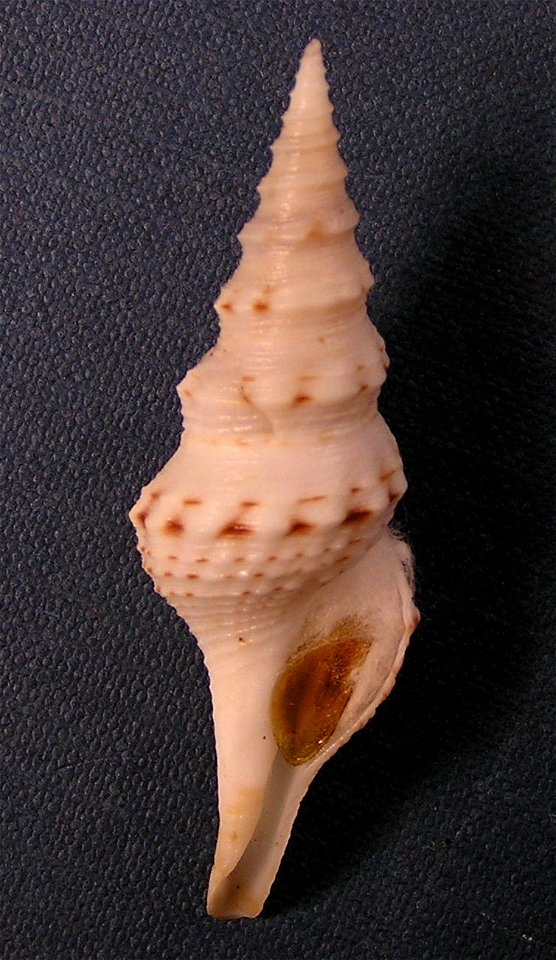 Cruziturricula arcuata (Reeve, 1843); family Drilliidae; Pacific Panama