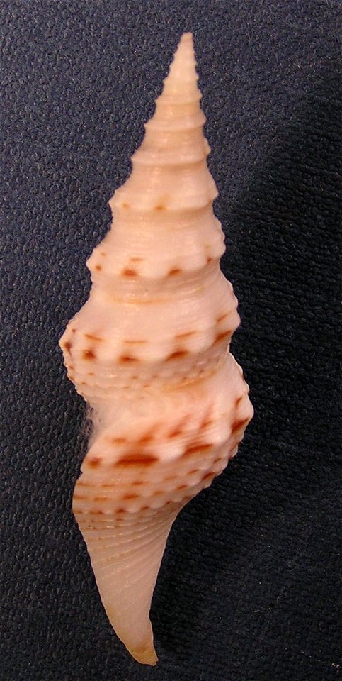 Cruziturricula arcuata (Reeve, 1843); family Drilliidae; Pacific Panama