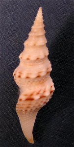 Cruziturricula arcuata (Reeve, 1843); family Drilliidae; Pacific Panama