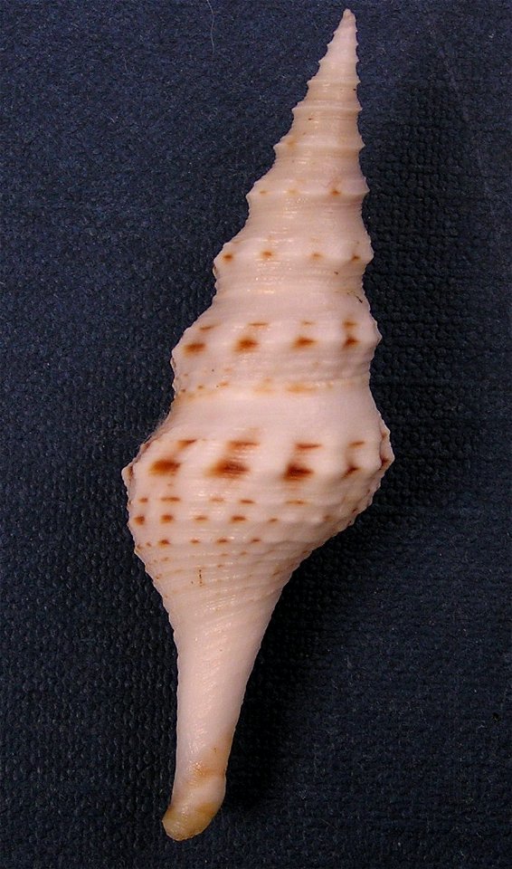 Cruziturricula arcuata (Reeve, 1843); family Drilliidae; Pacific Panama