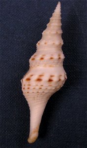Cruziturricula arcuata (Reeve, 1843); family Drilliidae; Pacific Panama