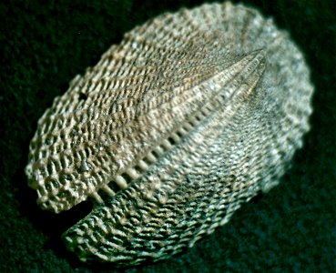 Emarginula dilecta (A. Adams, 1852), a keyhole limpet from the family Fissurellidae