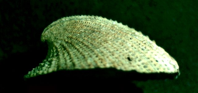 Emarginula dilecta (A. Adams, 1852), a keyhole limpet from the family Fissurellidae