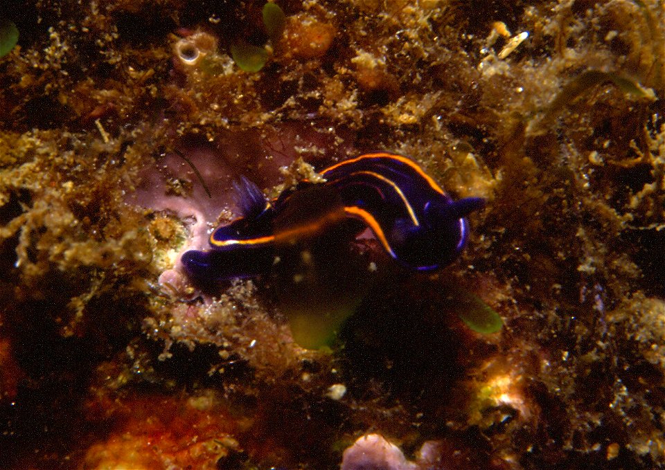 Felimare villafranca (Risso, 1818)  - Banyuls-sur-Mer : 07/1991