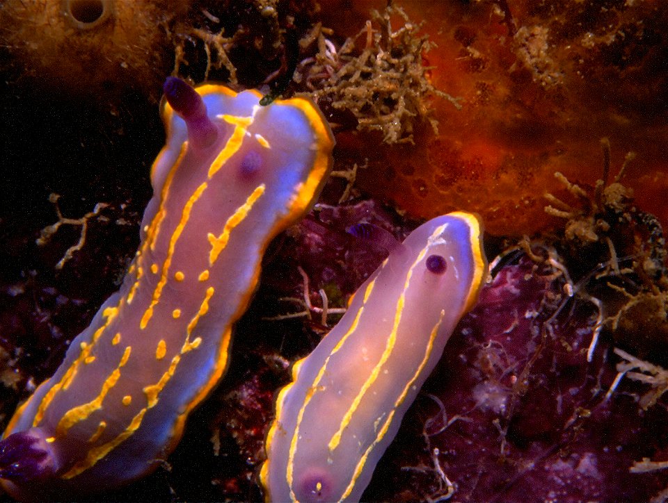 Felimida krohni (Vérany, 1846)  (synonym : Chromodoris krohni) adulte, à gauche, et juvénile à droite.