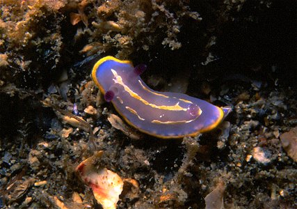 Felimida krohni (Vérany, 1846)  (synonym: Chromodoris krohni) juvénile.