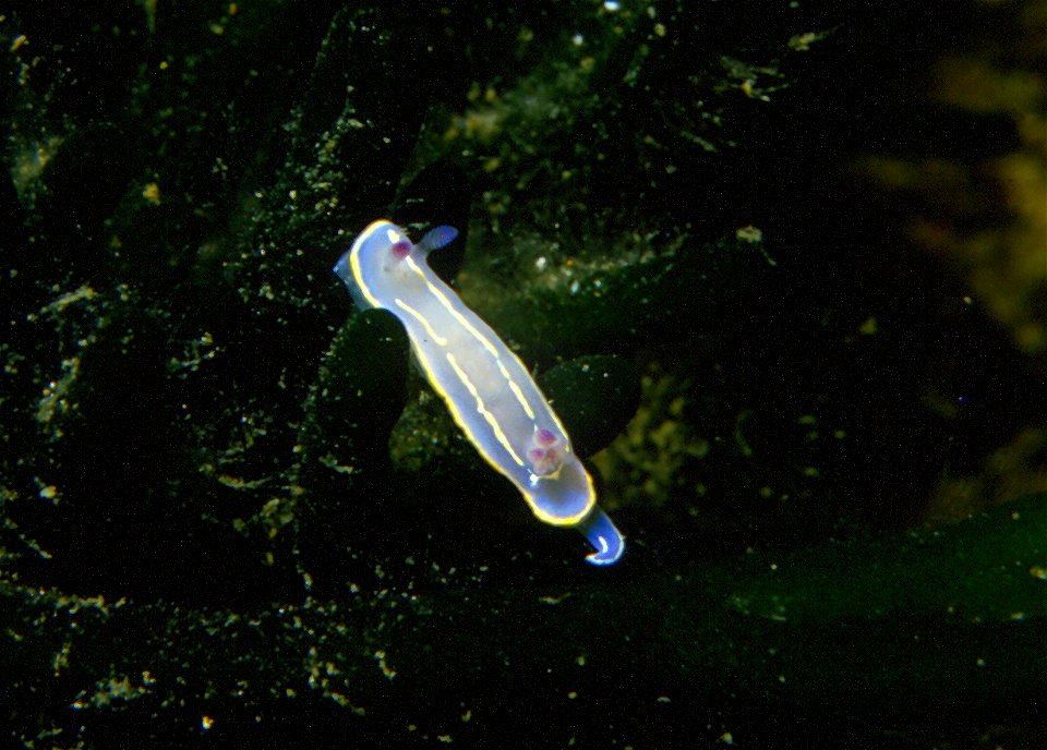 Felimida krohni (Vérany, 1846)  (synonym: Chromodoris krohni) à la couleur de fond bleutée.