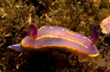 Felimida krohni (Vérany, 1846) (synonym : Chromodoris krohni)