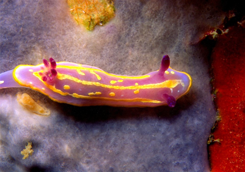 Felimida krohni (Vérany, 1846) (synonym : Chromodoris krohni
