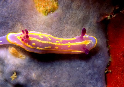 Felimida krohni (Vérany, 1846) (synonym : Chromodoris krohni