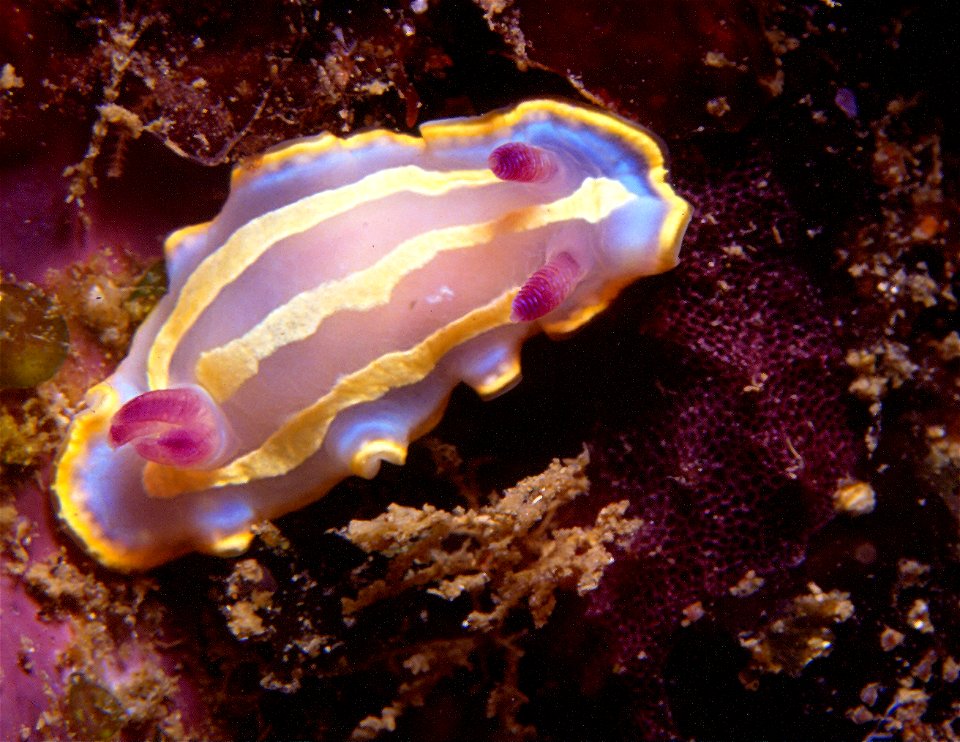 Felimida krohni (syn. Chromodoris krohni)