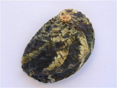 Haliotis planata G.B. Sowerby II, 1882; family Haliotidae; the Philippines