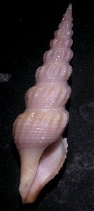 Inquisitor aesopus (Schepman, 1913) , a turrid snail in the family Turridae; Philippines