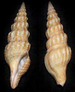 Inquisitor aesopus (Schepman, 1913) ; family Pseudomelatomidae; the Philippines