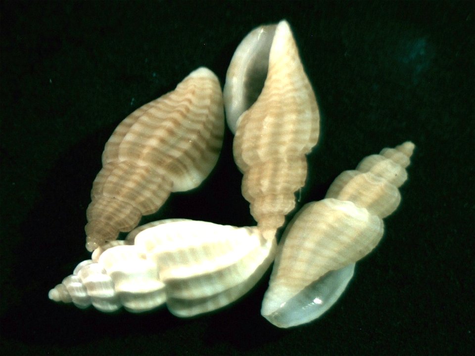 Mangelia striolata Risso, 1826; family Mangeliidae