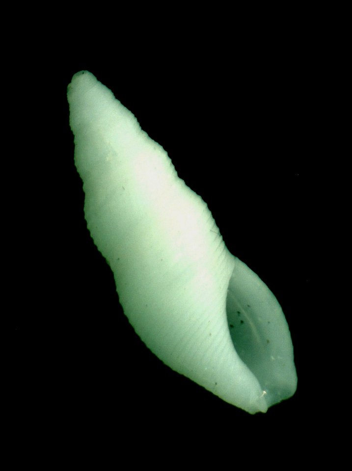 Maesiella maesae McLean & Poorman, 1971 ; family Pseudomelatomidae
