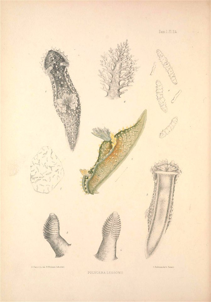 Alder J. & Hancock A. (1845-1855). A monograph of the British nudibranchiate Mollusca: with figures of all the species. The Ray Society, London. Published in 8 parts:Part 4 Fam. 1 Plate 24 [1848].