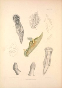 Alder J. & Hancock A. (1845-1855). A monograph of the British nudibranchiate Mollusca: with figures of all the species. The Ray Society, London. Published in 8 parts:Part 4 Fam. 1 Plate 24 [1848].