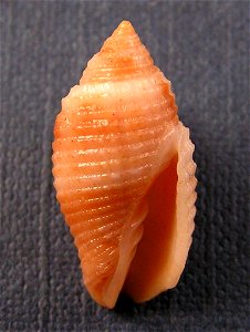 Tiarella scabricula (synonym: Pterygia scabricula C. Linnaeus, 1758), a sea snail from the family Mitridae; Philippines