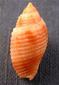 Tiarella scabricula (Linnaeus, 1767)  (synonym: Pterygia scabricula C. Linnaeus, 1758), a sea snail from the family Mitridae; Philippines