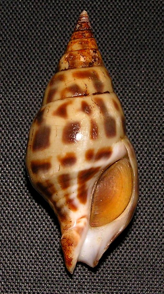 Pusionella nifat (Bruguière, 1789); family Clavatulidae; off Guinea Bissau