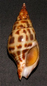 Pusionella nifat (Bruguière, 1789); family Clavatulidae; off Guinea Bissau
