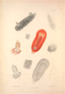 Alder J. & Hancock A. (1845-1855). A monograph of the British nudibranchiate Mollusca: with figures of all the species. The Ray Society, London. Published in 8 parts: Part 4. Fam. 1 Plate7 [1848].