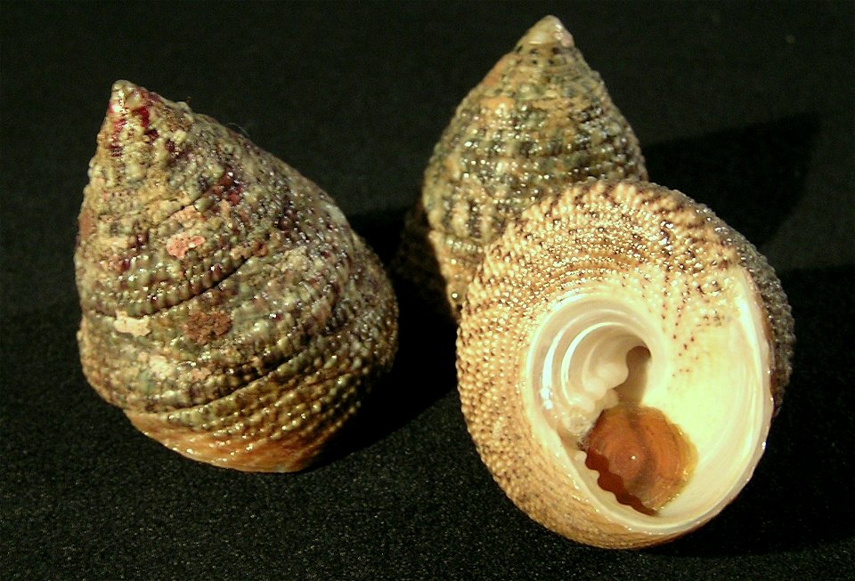 Tectus virgatus (Gmelin, 1791); family Turbinidae; Philippines