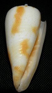 Conasprella guidopoppei  (G. Raybaudi Massilia, 2005), family Conidae; the Philippines