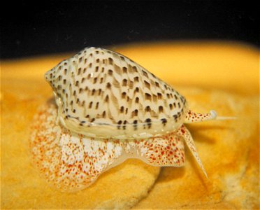 Species: Marginella mosaica Sowerby, 1846. East London, South Africa