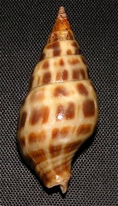 Pusionella nifat (Bruguière, 1789); family Clavatulidae; off Guinea Bissau
