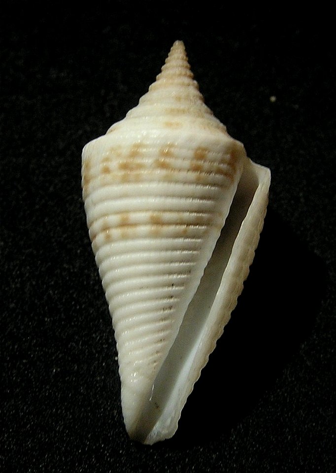 Conasprella pagoda (Kiener, 1847); family Conidae ; Taiwan