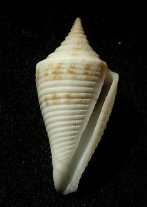 Conasprella pagoda (Kiener, 1847); family Conidae ; Taiwan