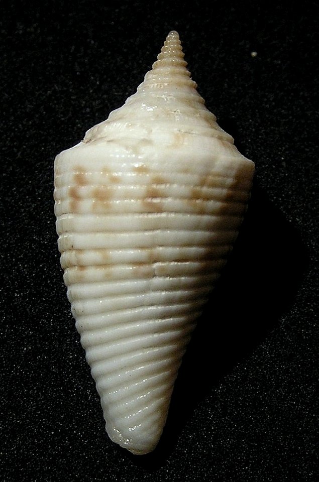 Conasprella pagoda (Kiener, 1847) (synonym:Conus pagodus Kiener, 1845) ; Taiwan