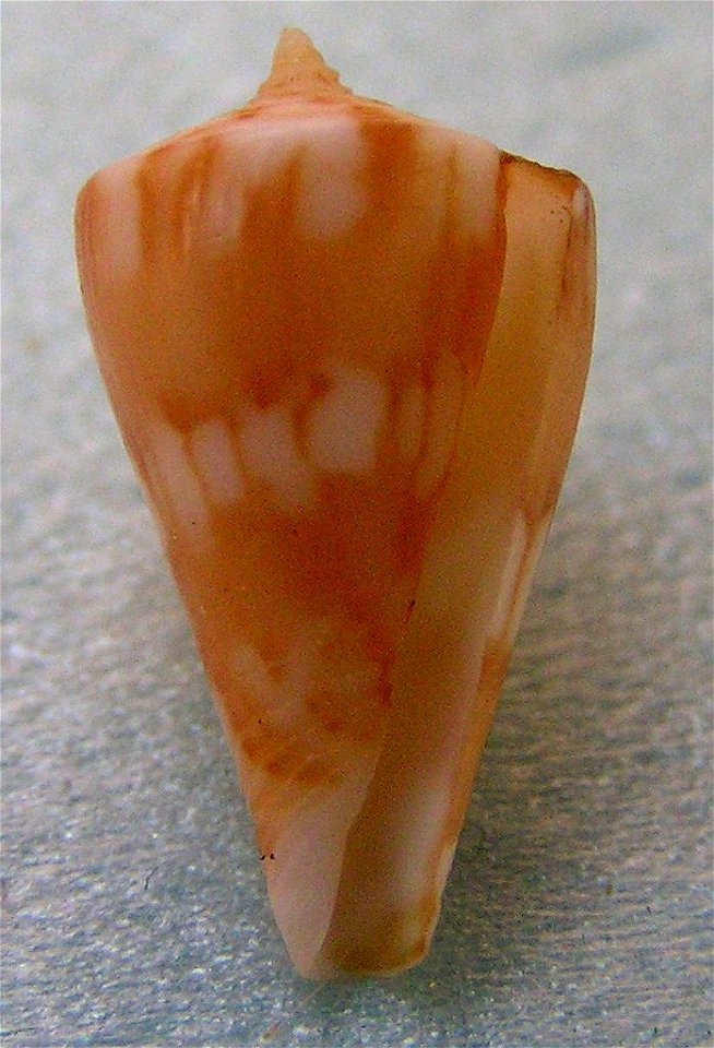 Conus capitanellus Fulton, 1938 ; the Philippines