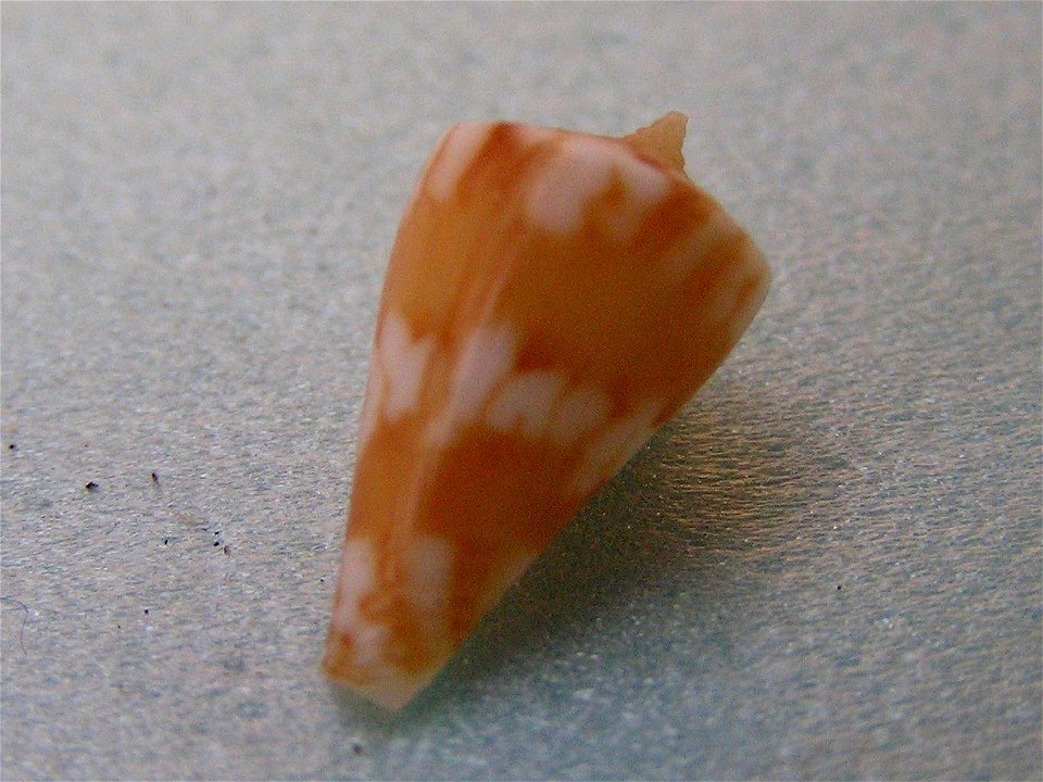 Conus capitanellus Fulton, 1938 ; the Philippines