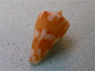 Conus capitanellus Fulton, 1938 ; the Philippines