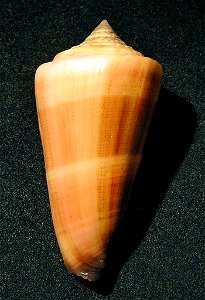 Conus furvus Reeve, 1843 ; the Philippines
