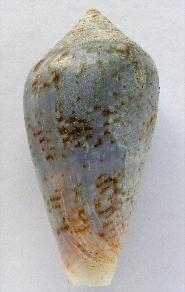 Conus guinaicus Hwass in Bruguière, 1792  (synonym: Conus grayi Reeve, 1844); Senegal