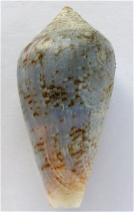 Conus guinaicus Hwass in Bruguière, 1792  (synonym: Conus grayi Reeve, 1844); Senegal