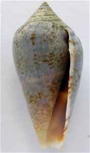 Conus guinaicus Hwass in Bruguière, 1792  (synonym: Conus grayi Reeve, 1844); Senegal