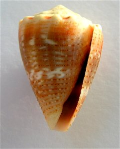 Conus miliaris Hwass in Bruguière, 1792 , Madagascar