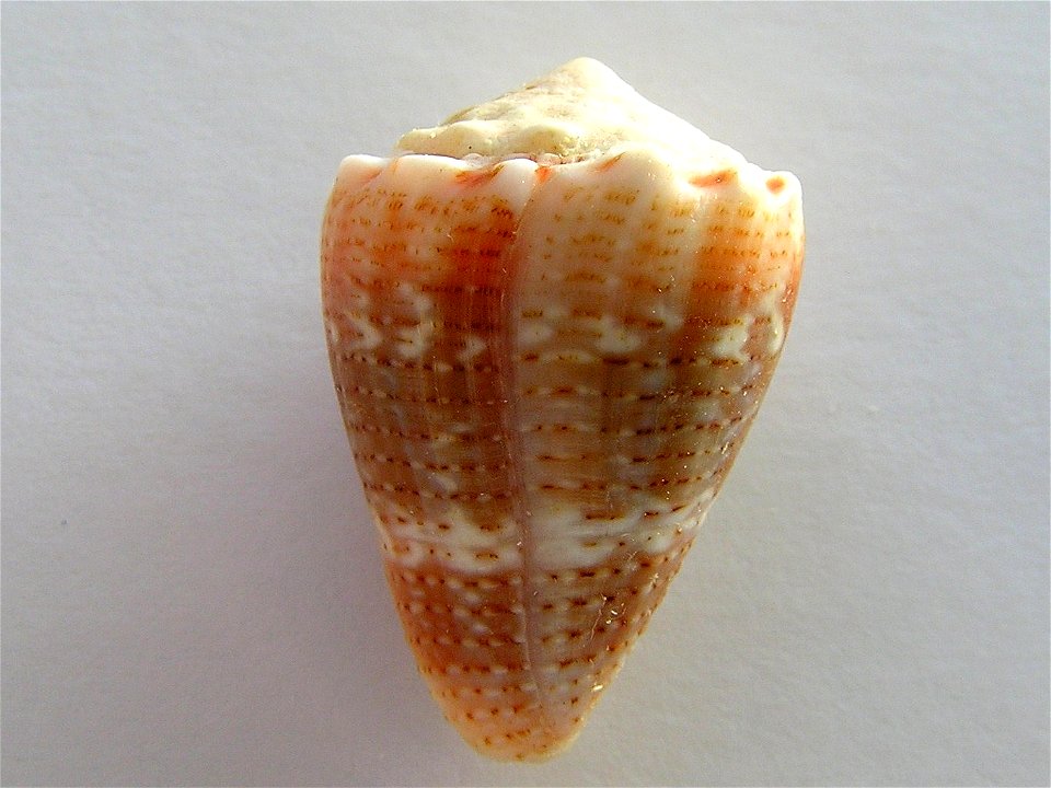 Conus miliaris Hwass in Bruguière, 1792 , Madagascar