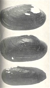 Upper: Yellow Sand Shell or Yellow-Back (Lampsilis anodontoides), male and female; Lower: Black Sand Shell (Ligumia recta syn. Lampsilis rectus)

 Yellow Sand Shell or Yellow-Back (Lampsilis anodontoi