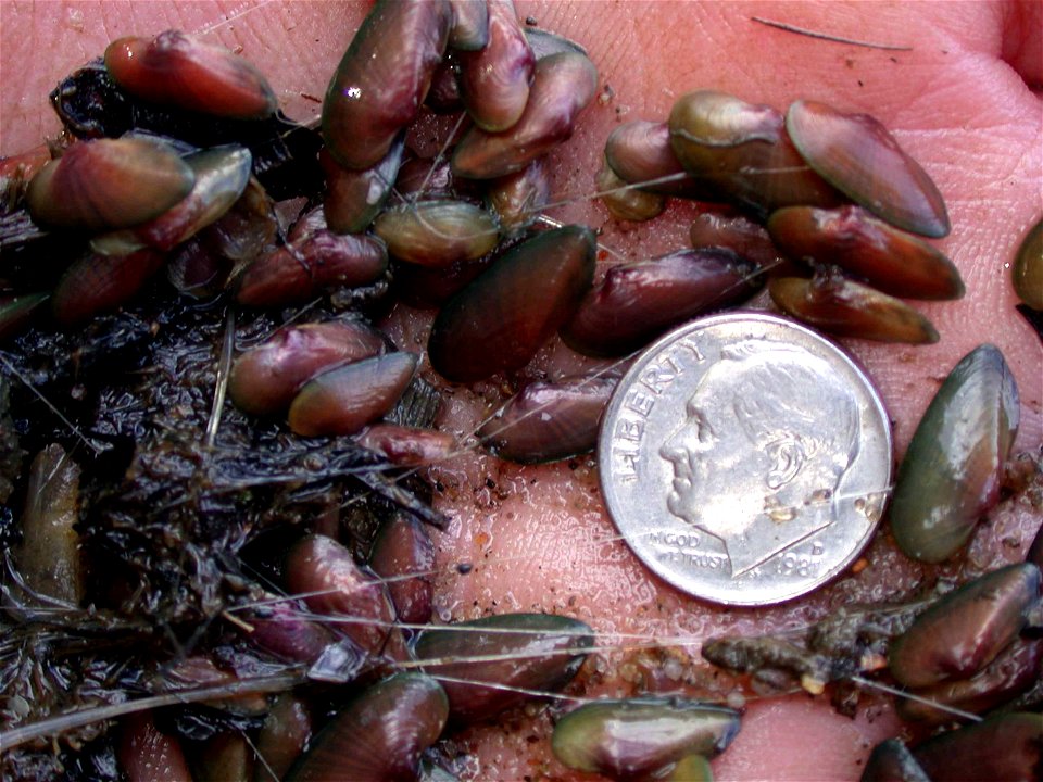 Image title: Freshwater black sandshell mussels ligumia recta on hand with coin
Image from Public domain images website, http://www.public-domain-image.com/full-image/fauna-animals-public-domain-image