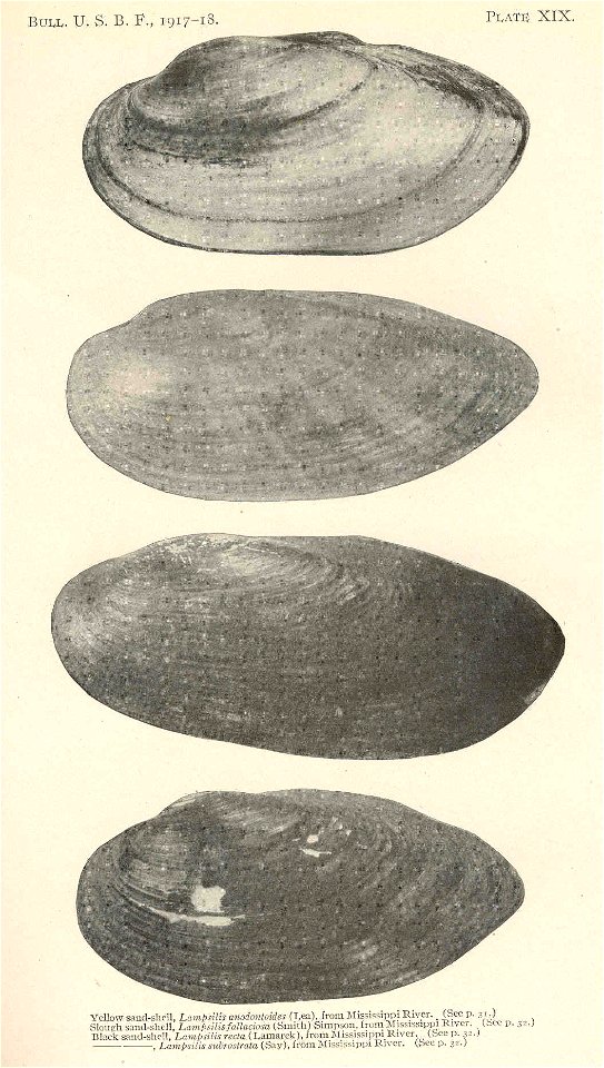 1. Yellow sand-shell, Lampsilis anodontoides, 2. Slough sand-shell, Lampsilis teres syn. L. fallaciosa, 3. Black sand-shell, Ligumia recta syn. Lampsilis rectus, 4. Sagittunio subrostratus syn. Ligumi