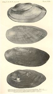 1. Yellow sand-shell, Lampsilis anodontoides, 2. Slough sand-shell, Lampsilis teres syn. L. fallaciosa, 3. Black sand-shell, Ligumia recta syn. Lampsilis rectus, 4. Sagittunio subrostratus syn. Ligumi