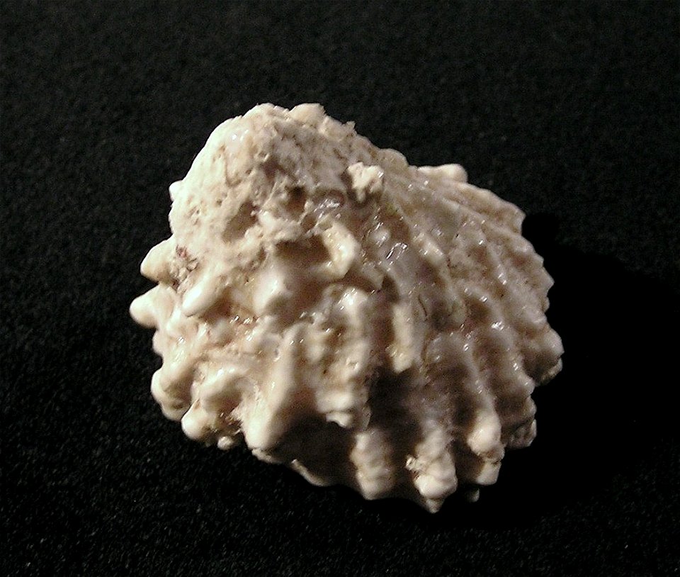 Astralium haematragum (Menke, 1829); family Turbinidae; South China Sea