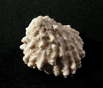 Astralium haematragum (Menke, 1829); family Turbinidae; South China Sea