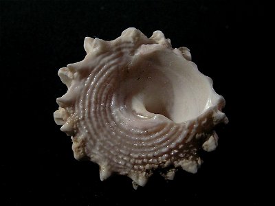 Astralium haematragum (Menke, 1829); family Turbinidae; South China Sea
